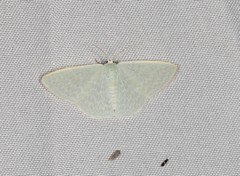 Cymatoplex halcyone