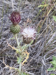Cirsium flodmanii