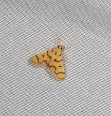 Dichocrocis erixantha
