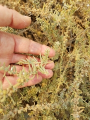 Extriplex californica