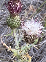 Cirsium flodmanii