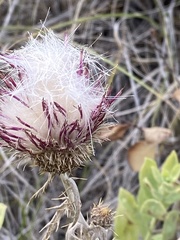 Cirsium flodmanii