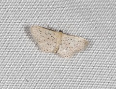 Idaea punctatissima