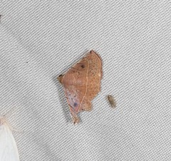 Eublemma latericolor