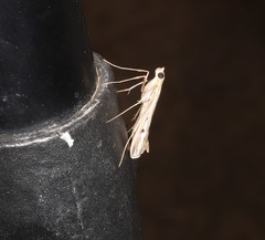 Euclasta maceratalis