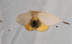 Euproctis habrostola