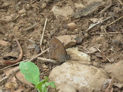 Pindis squamistriga