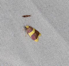 Heterallactis phlogozona
