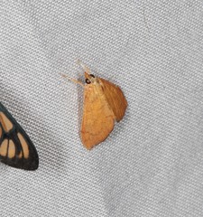 Hyalobathra brevialis