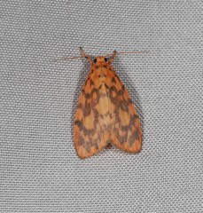 Miltochrista quadrilineata
