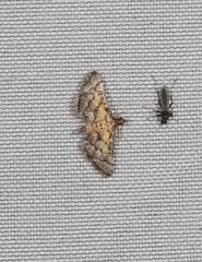 Metasia polytima