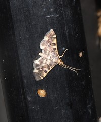 Nacoleia glageropa
