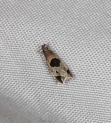 Helcystogramma hibisci