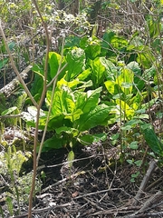 Lysichiton