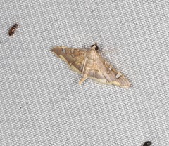 Prophantis androstigmata