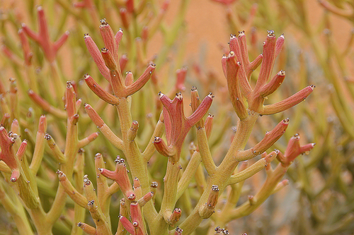 Euphorbia gummifera