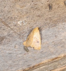 Rivula everta