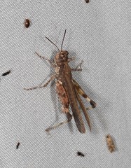 Pycnostictus seriatus