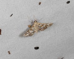 Sameodes iolealis
