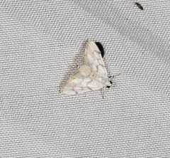 Sericophylla nivalis