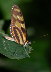 Mechanitis menapis occasiva