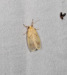 Symmetrodes sciocosma