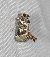 Termioptycha eucarta