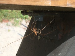 Tetragnatha versicolor