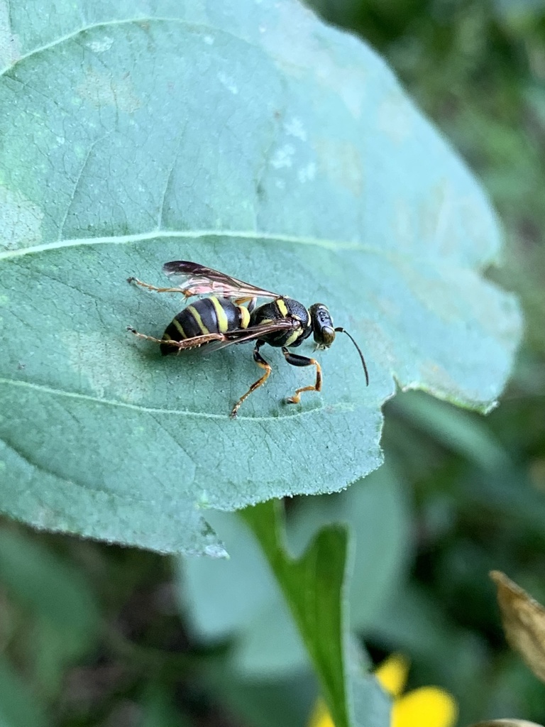 Psammaletes mexicanus