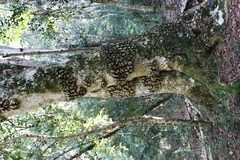 Olea capensis macrocarpa