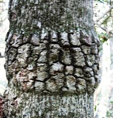 Olea capensis macrocarpa