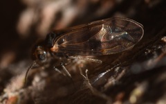Peripsocus milleri