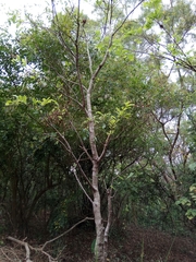 Phyllanthus emblica