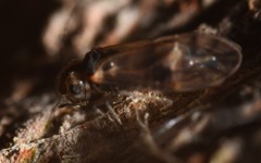 Peripsocus milleri