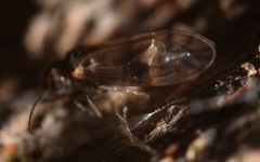Peripsocus milleri