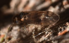 Peripsocus milleri