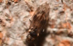 Peripsocus milleri