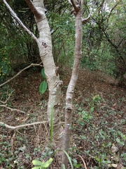 Phyllanthus emblica
