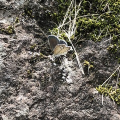 Pseudozizeeria maha