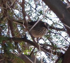 Curruca subcoerulea subcoerulea