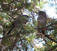 Curruca subcoerulea subcoerulea