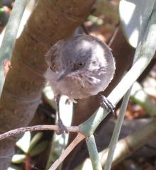 Curruca subcoerulea subcoerulea