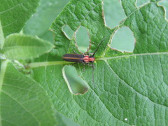 Dylobolus rotundicollis