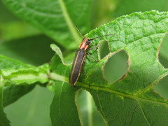 Dylobolus rotundicollis