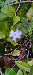 Jasminum sambac