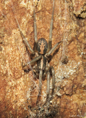 Xeropigo tridentiger