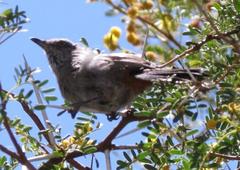 Curruca subcoerulea subcoerulea