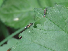 Agrilus catherinae