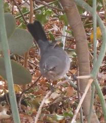 Curruca subcoerulea subcoerulea