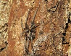 Xeropigo tridentiger